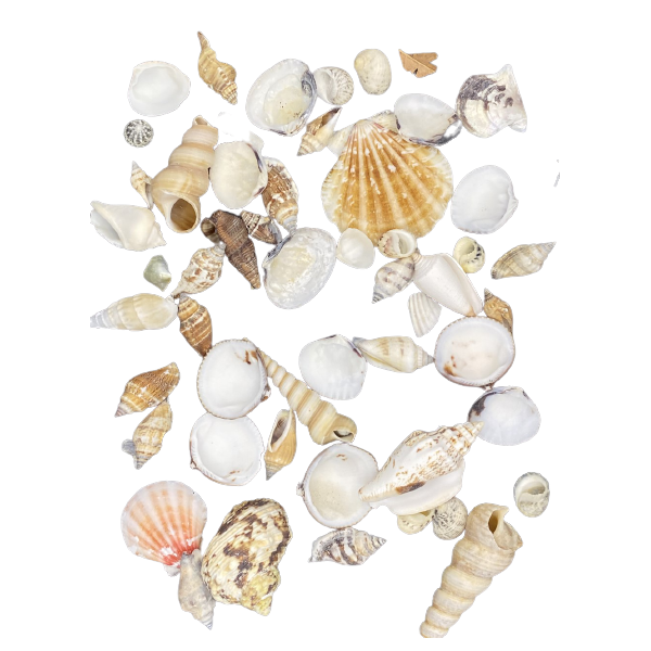 SEA SHELLS NATUREL