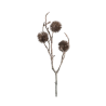 BRANCHE ECHINOPS BRONZE (CHARDON)